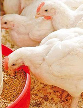 Poultry Feed for Broiler