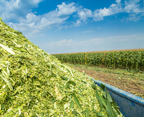 Silage